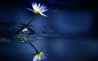 Обои вода, лилия, цветок, отражение, нимфея, водяная лилия, кувшинка