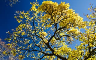 Картинка небо, ветки, дерево, осень, листья