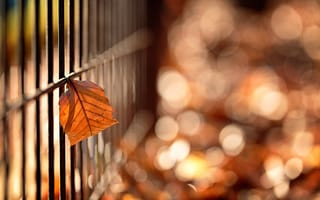 Картинка макро, забор, осень, лист, mirai, takahashi, боке