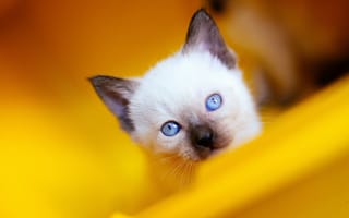 Картинка голубоглазый, котенок, мордашка, голубые глаза, кошка, сиамский, рэгдолл, взгляд