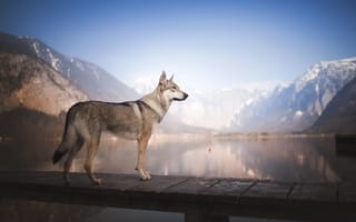 Обои вода, собака, мост, чехословацкая волчья собака, озеро, горы, чехословацкий влчак