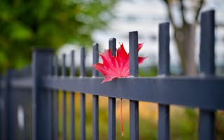 Картинка осень, забор, кленовый лист, лист