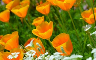 Картинка цветы, эшшольция, калифорнийский мак, желтые цветы, природа