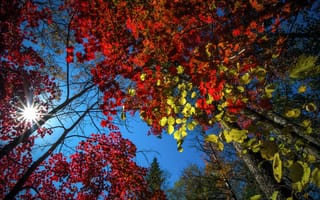 Картинка небо, лес, деревья, листья, vitaly berkov, осень, природа
