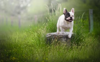 Обои трава, французский бульдог, собака, камень