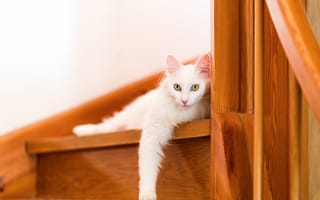 Картинка ступеньки, кошка, взгляд