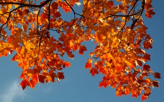 Картинка небо, осень, листья, ветка