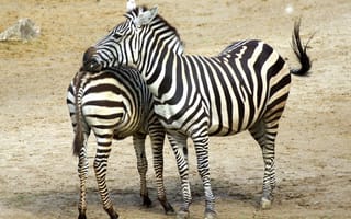 Картинка зебра, африка, зебры, животные