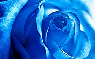 Обои цветок, синяя роза, крупным планом, лепестки, роза