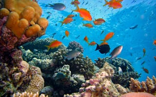 Картинка море, рыбки, кораллы, рыбы, подводный мир