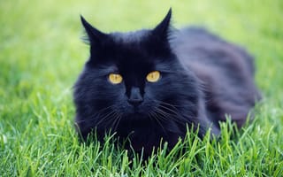 Обои трава, природа, луг, черный, домашнее животное, кошка, кот