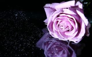 Картинка отражение, цветок, бутон, роза, лепестки