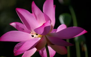 Картинка цветок, лепестки, лотос, крупным планом, розовый, макросъемка