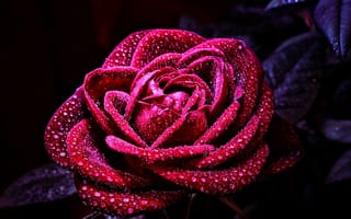Картинка роза