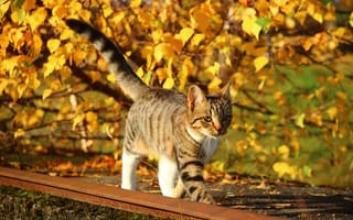 Картинка природа, котенок, кот, кошка, листья, осень, листва