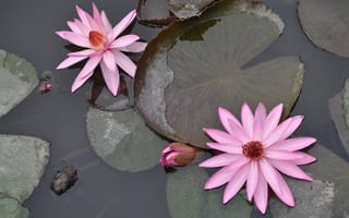Картинка цветение, водяная лилия, отражение, цветок, вьетнам, пруд