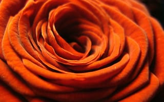 Картинка цветок, роза, оранжевая, лепестки, крупным планом