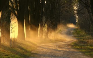 Картинка свет, клен, stefan lehmann, деревья, туман, польша, песок, дорога, утро, стволы