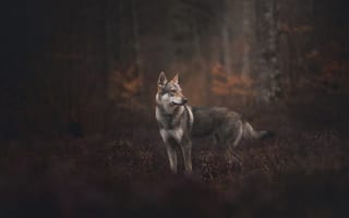Картинка лес, чешский волчак, чехословацкий влчак, собака, чехословацкая волчья, боке