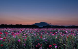 Картинка небо, hiroshi ohyama, маковое поле, цветы, маки, гора, вечер