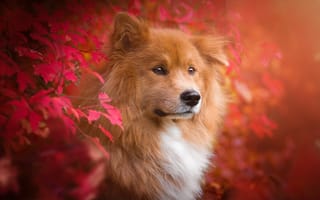 Картинка природа, собака, листья, евразиер, ветки, осень, пес, birgit chytracek, животное
