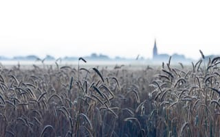 Картинка природа, колосья, туман, пшеница, поле