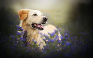 Картинка цветы, золотистый ретривер, боке, собака