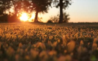 Картинка трава, размытость, деревья, поле, закат, макро, колоски, осень, солнце