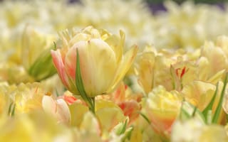 Картинка цветы, бутоны, весна, лепестки, тюльпаны
