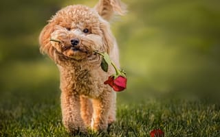 Картинка трава, роза, собака, животное, пес, пудель, цветок