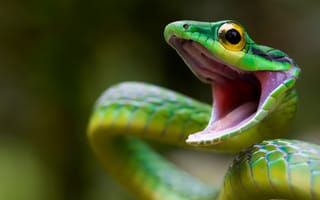 Картинка змея, рептилия, мамба, зеленая, крупным планом, чешуя, коста-рика