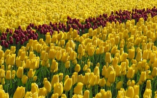 Обои цветы, тюльпаны, поле, желтые