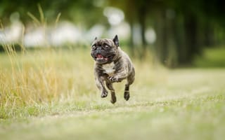 Картинка бег, французский бульдог, собака