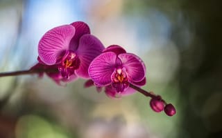 Картинка цветы, лепестки, орхидея, цветение, фаленопсис