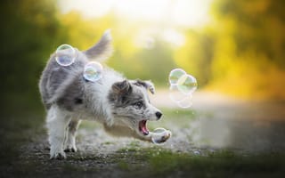 Картинка собака, dackelpup, алиса, бордер-колли, мыльные пузыри, игра