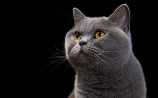Картинка кот, британский, кошка, британец, портрет, черный, желтые глаза, взгляд