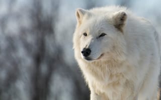 Картинка морда, голубой, белый, взгляд, арктический волк, зима, арктический, животные, полярный, природа, ветки, волк