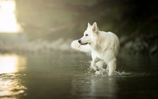Картинка вода, взгляд, собака, язык, белая швейцарская овчарка, мордочка