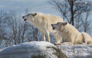 Обои небо, полярный, белый, арктический волк, пара, снег, вой, арктический, ветки, зима, волки, камни, деревья, природа
