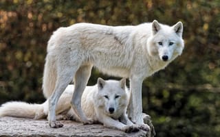 Картинка морда, волки, природа, боке, полярный, арктический волк, пара, белый, камень, два, профиль, взгляд