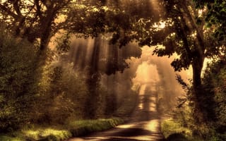 Обои свет, деревья, лучи, солнце, лес, утро, дорога, туман