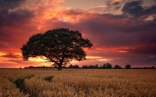 Картинка небо, поле, закат, дербишир, дерево, англия