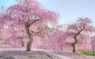 Картинка деревья, nogata hiroshi, цветение, природа, весна, сакура