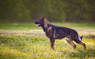 Картинка собака, полевые цветы, профиль, язык, немецкая овчарка