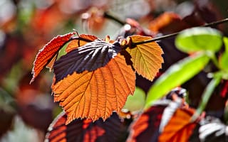 Картинка ветка, осень, листья, макро