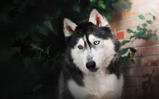 Картинка мордочка, собака, разные глаза, взгляд, хаски, сибирский хаски