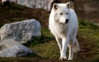 Картинка морда, белый, взгляд, камни, холм, волк, природа, арктический волк, полярный