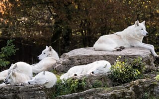 Картинка деревья, белый, природа, волки, зоопарк, арктический, группа, стая, арктический волк, отдых, камни, спят, сон, белые