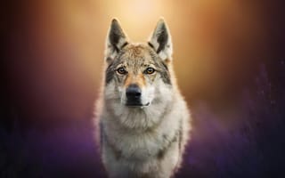 Картинка мордочка, чехословацкий влчак, боке, взгляд, пес, чехословацкая волчья собака, собака, лаванда