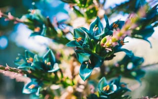 Картинка цветы, синие, лепестки, растение, puya berteroniana, пуйя